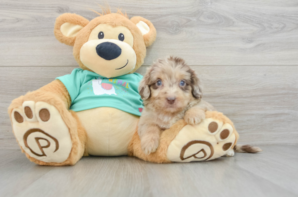 7 week old Mini Aussiedoodle Puppy For Sale - Windy City Pups