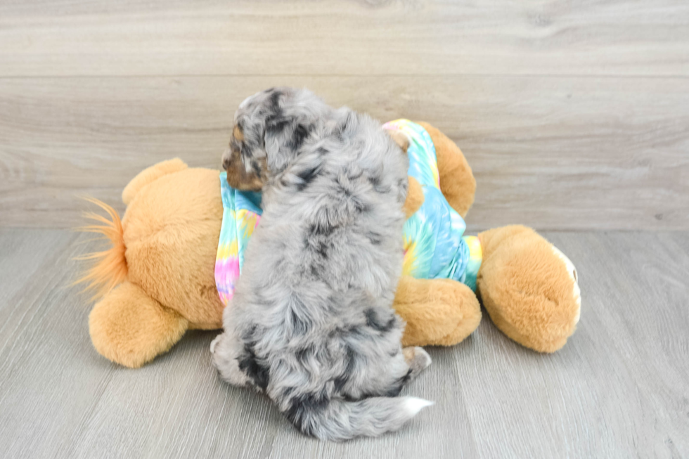 Mini Aussiedoodle Puppy for Adoption