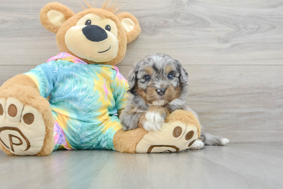 Mini Aussiedoodle Pup Being Cute