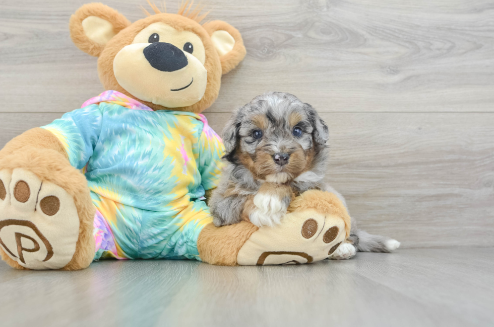 5 week old Mini Aussiedoodle Puppy For Sale - Windy City Pups