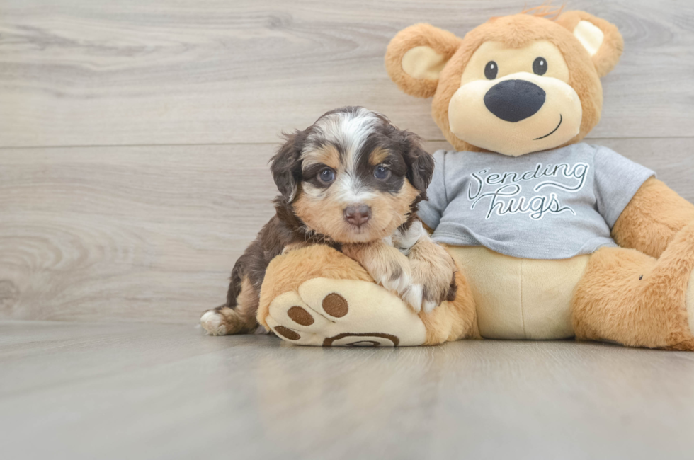 4 week old Mini Aussiedoodle Puppy For Sale - Windy City Pups
