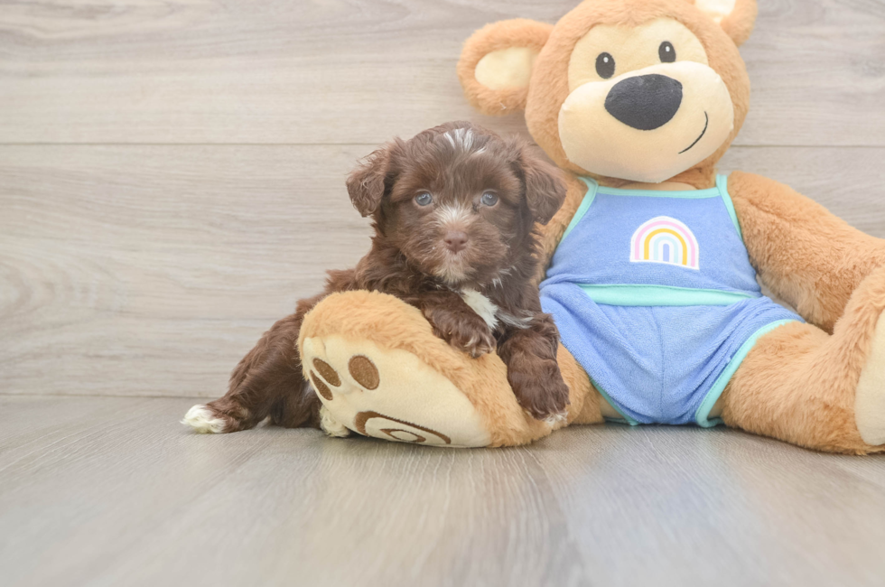 5 week old Mini Aussiedoodle Puppy For Sale - Windy City Pups