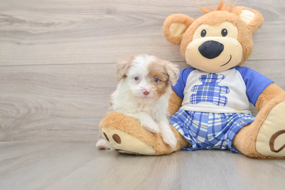 Mini Aussiedoodle Pup Being Cute