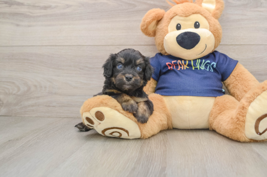 Best Mini Aussiedoodle Baby