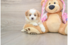 Best Mini Aussiedoodle Baby