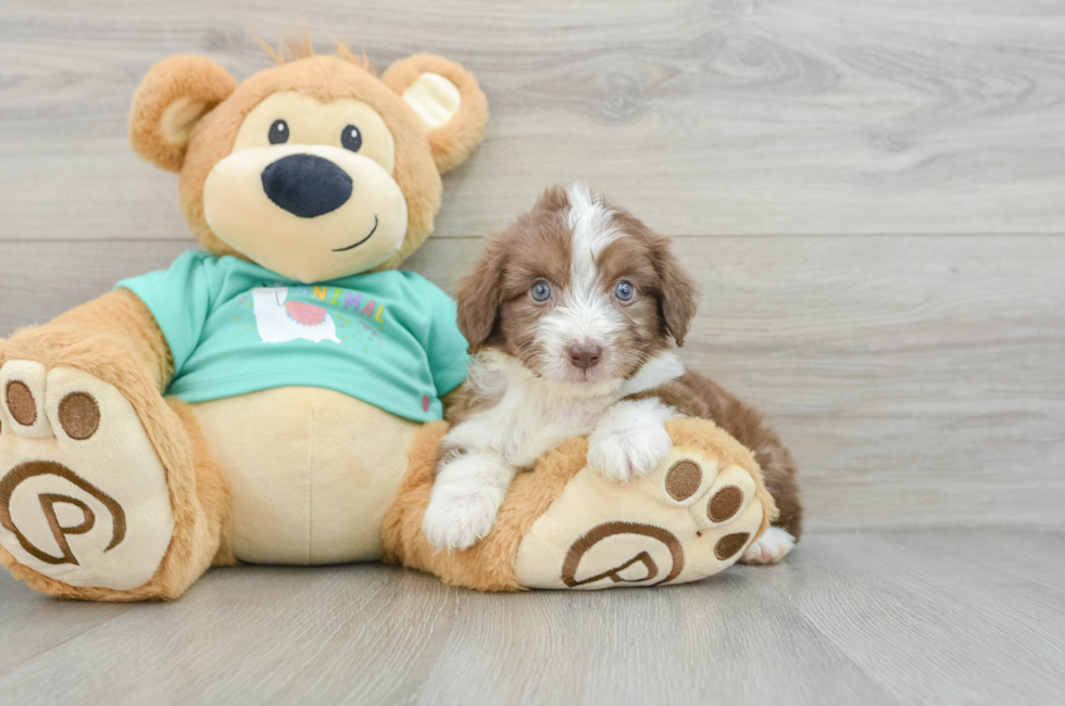 7 week old Mini Aussiedoodle Puppy For Sale - Windy City Pups