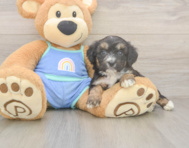 6 week old Mini Aussiedoodle Puppy For Sale - Windy City Pups