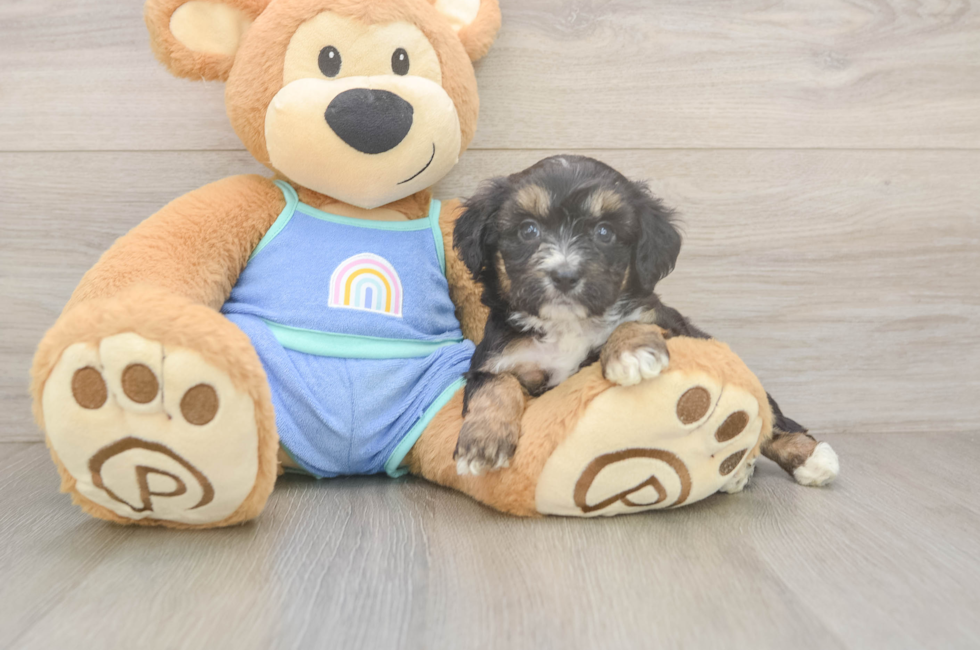5 week old Mini Aussiedoodle Puppy For Sale - Windy City Pups