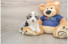 Adorable Mini Australian Shepherd X Poodle Mix Poodle Mix Puppy