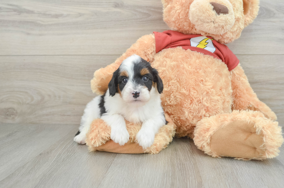 6 week old Mini Aussiedoodle Puppy For Sale - Windy City Pups