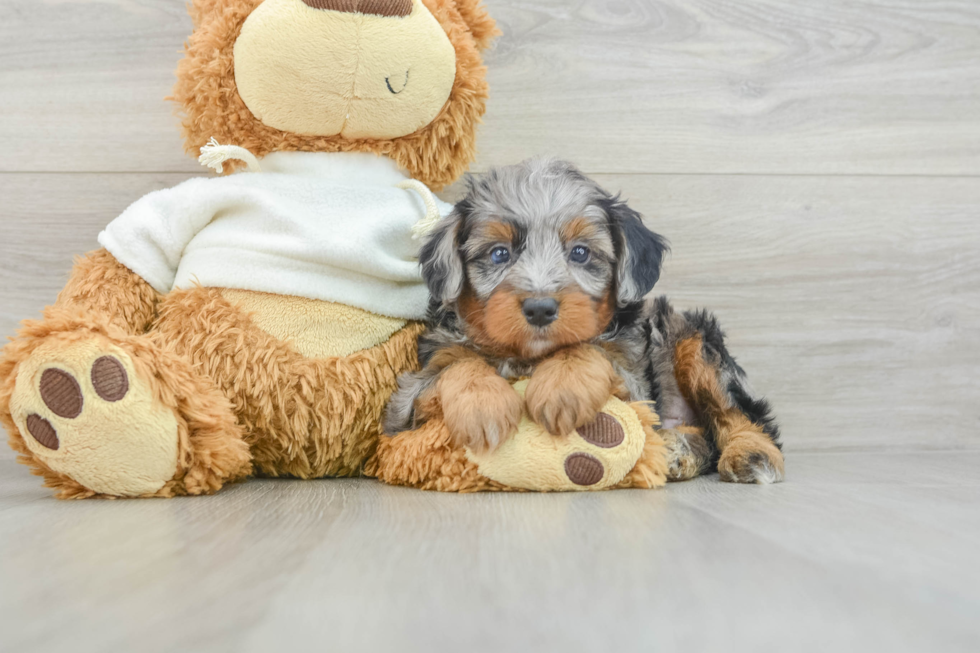 Friendly Mini Aussiedoodle Baby