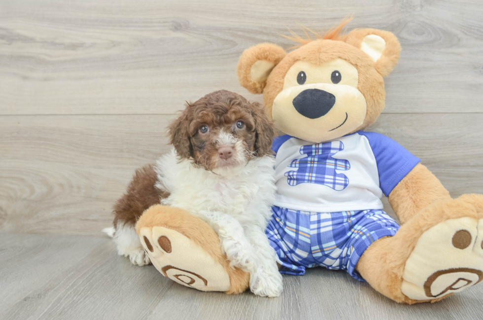 6 week old Mini Aussiedoodle Puppy For Sale - Windy City Pups