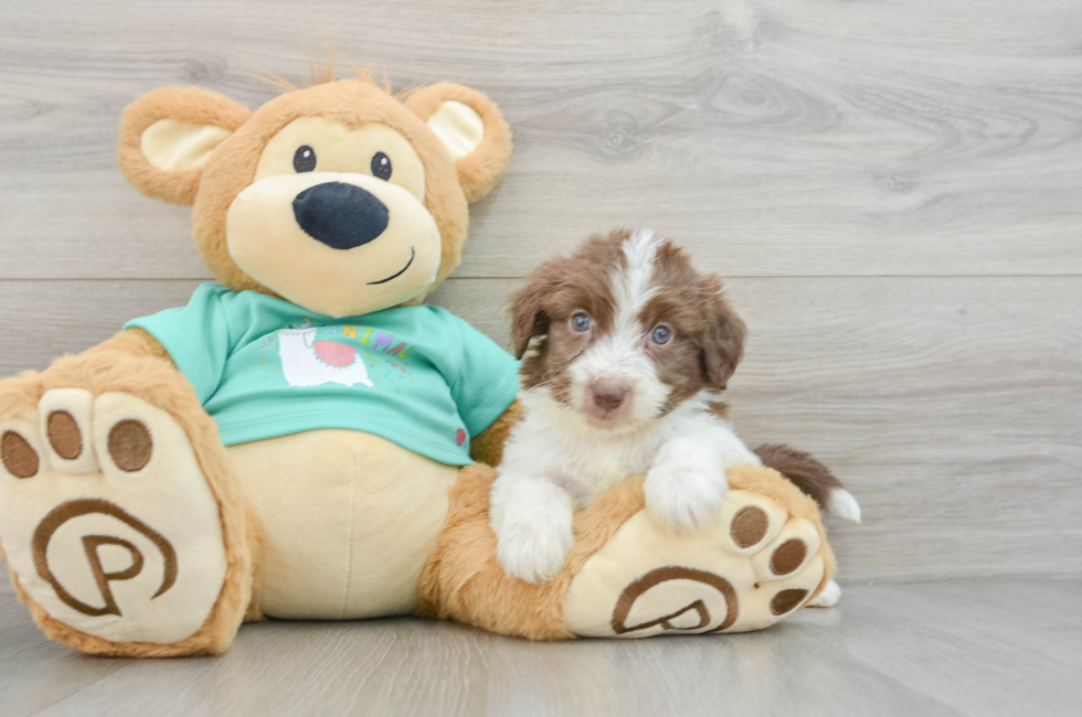 7 week old Mini Aussiedoodle Puppy For Sale - Windy City Pups