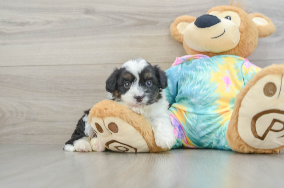 5 week old Mini Aussiedoodle Puppy For Sale - Windy City Pups