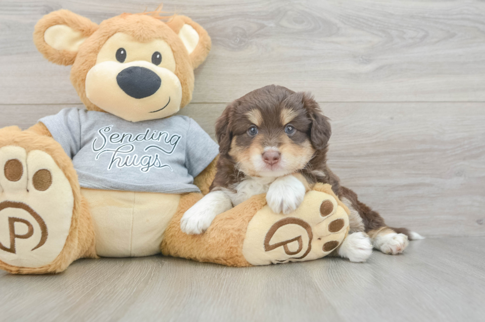 4 week old Mini Aussiedoodle Puppy For Sale - Windy City Pups