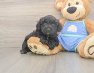 6 week old Mini Aussiedoodle Puppy For Sale - Windy City Pups