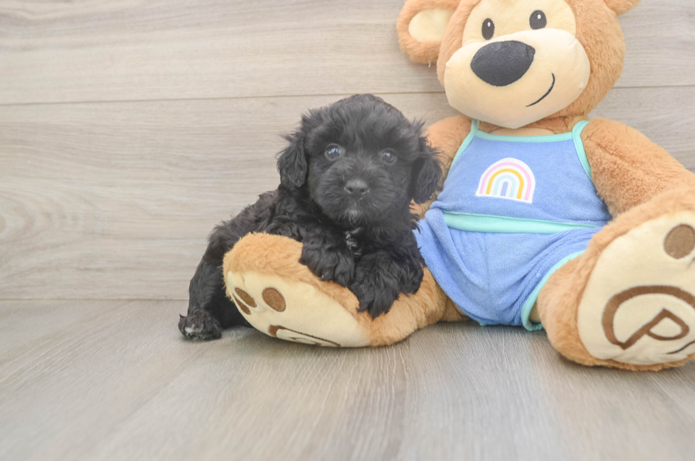 5 week old Mini Aussiedoodle Puppy For Sale - Windy City Pups