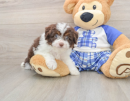7 week old Mini Aussiedoodle Puppy For Sale - Windy City Pups