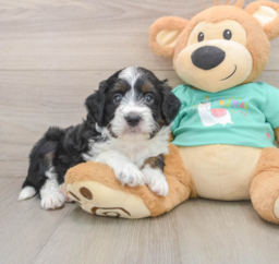 6 week old Mini Aussiedoodle Puppy For Sale - Windy City Pups