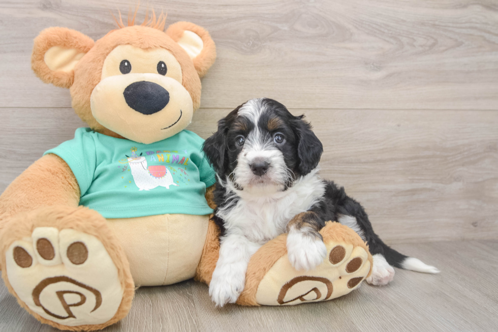 Sweet Mini Aussiedoodle Baby