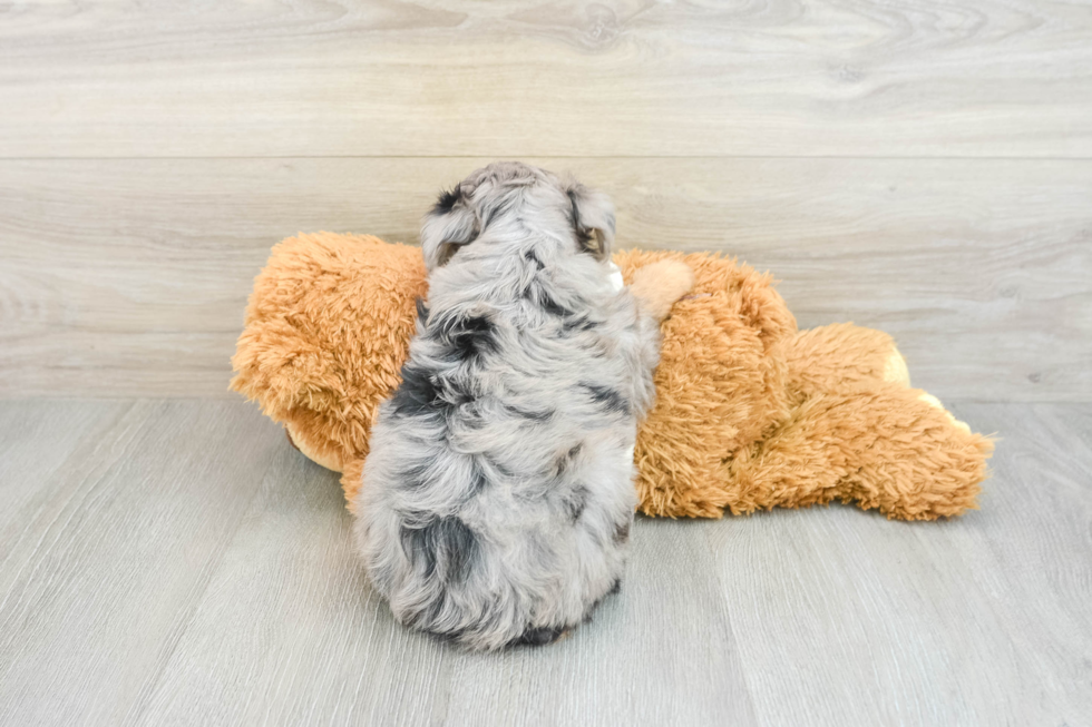 Mini Aussiedoodle Pup Being Cute