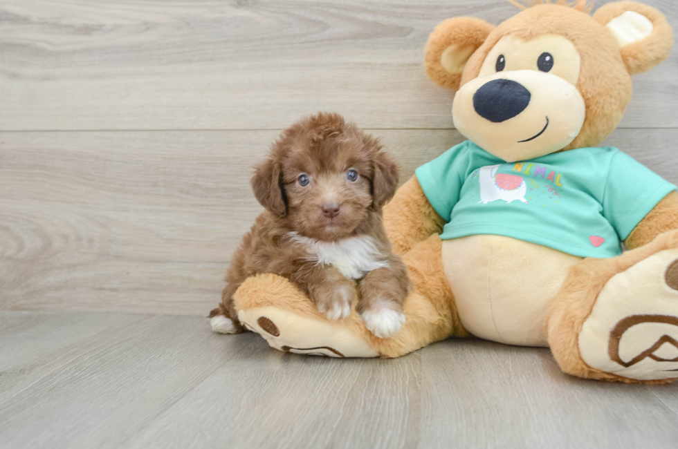 7 week old Mini Aussiedoodle Puppy For Sale - Windy City Pups