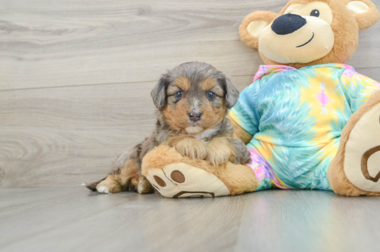 Mini Aussiedoodle Pup Being Cute