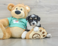 8 week old Mini Aussiedoodle Puppy For Sale - Windy City Pups