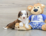 8 week old Mini Aussiedoodle Puppy For Sale - Windy City Pups