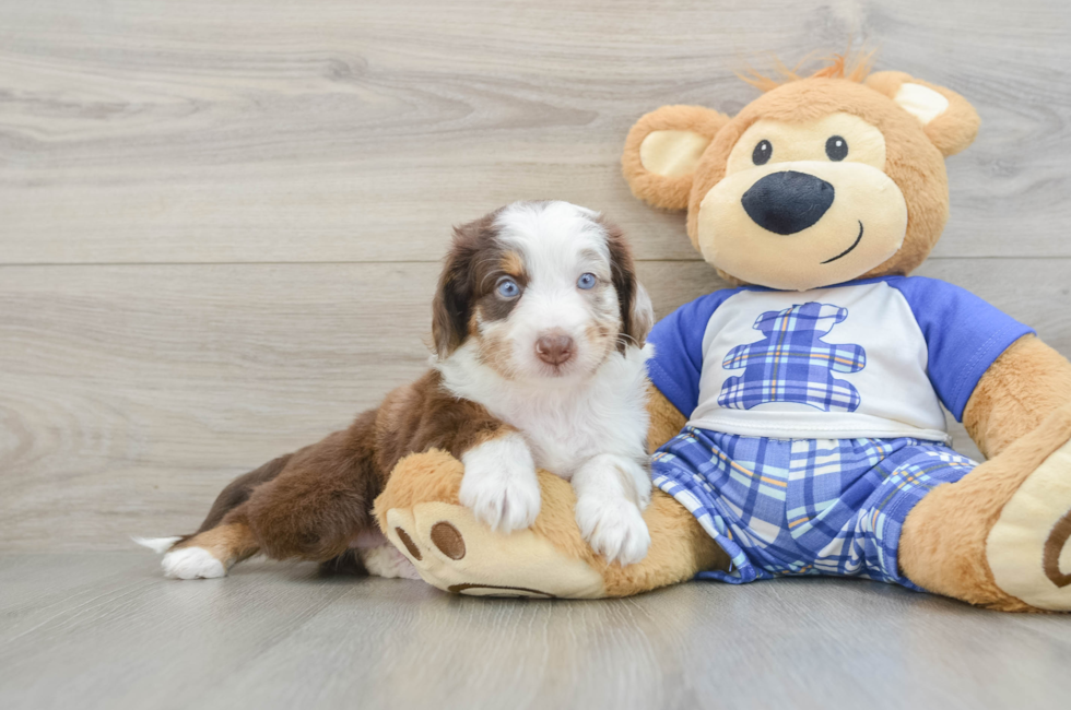 5 week old Mini Aussiedoodle Puppy For Sale - Windy City Pups