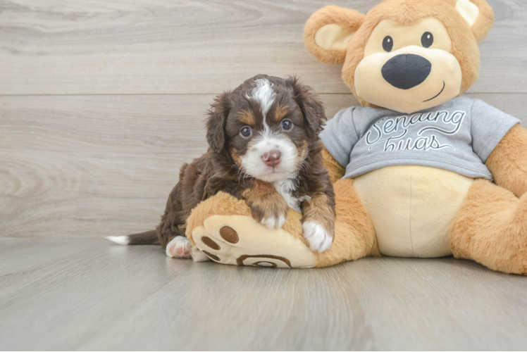 Petite Mini Aussiedoodle Poodle Mix Pup