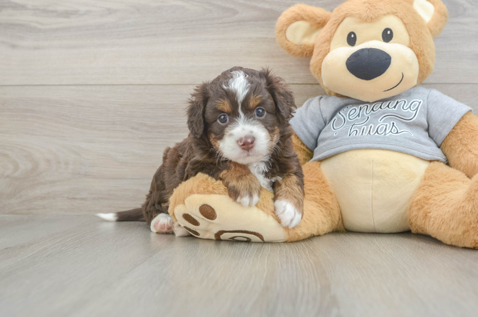 4 week old Mini Aussiedoodle Puppy For Sale - Windy City Pups