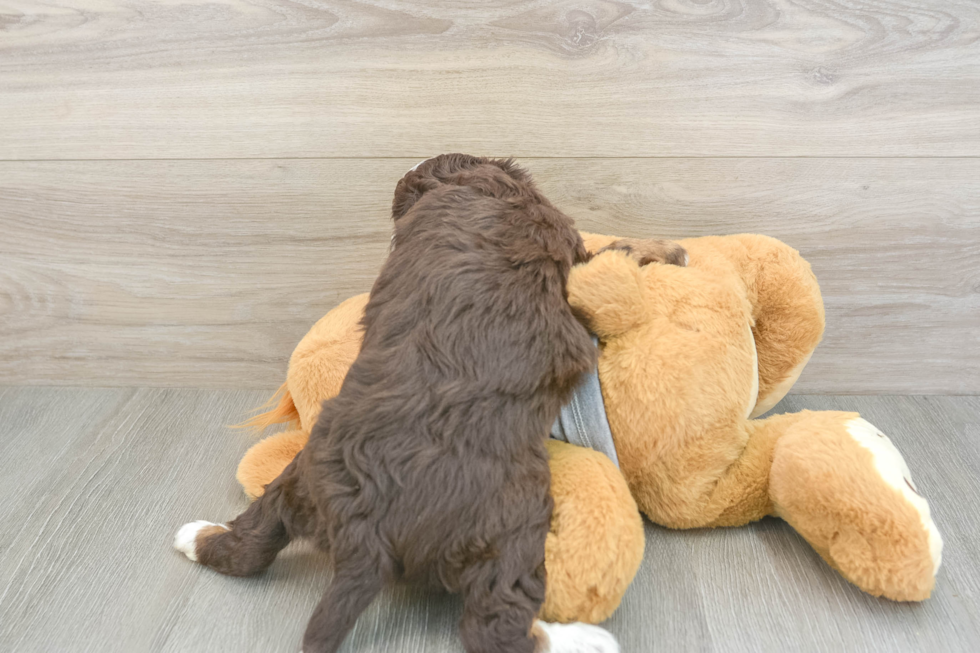Fluffy Mini Aussiedoodle Poodle Mix Pup