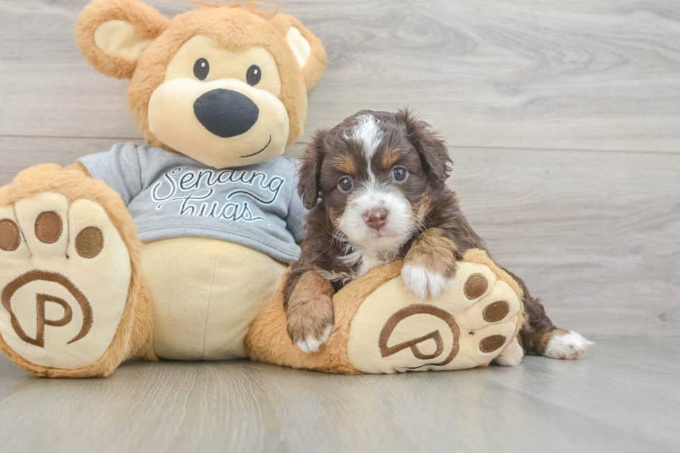 Cute Mini Aussiedoodle Baby