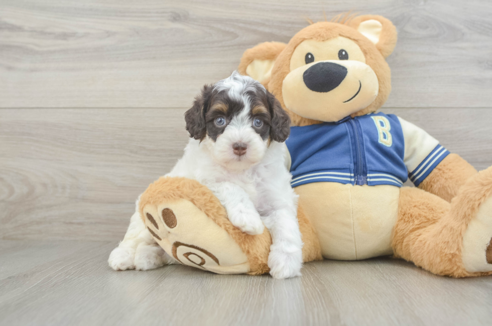 5 week old Mini Aussiedoodle Puppy For Sale - Windy City Pups
