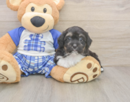 9 week old Mini Aussiedoodle Puppy For Sale - Windy City Pups