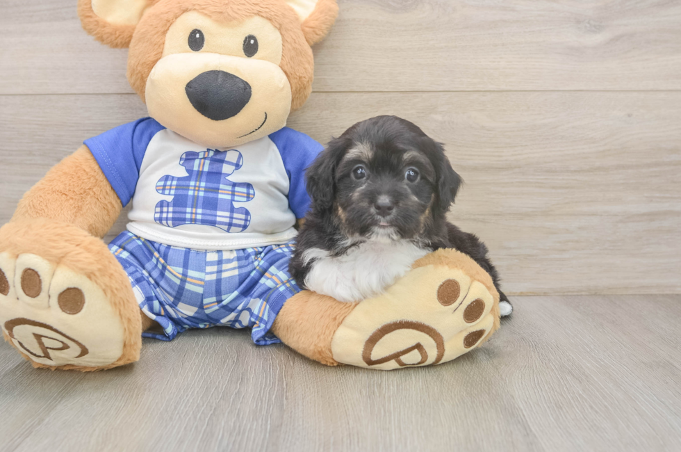6 week old Mini Aussiedoodle Puppy For Sale - Windy City Pups