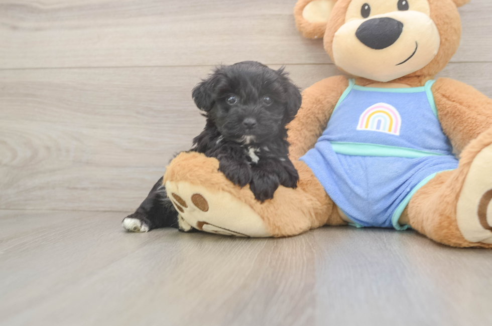 5 week old Mini Aussiedoodle Puppy For Sale - Windy City Pups