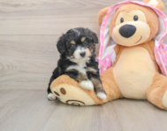 7 week old Mini Aussiedoodle Puppy For Sale - Windy City Pups