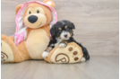 Mini Aussiedoodle Pup Being Cute