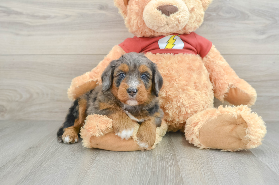 6 week old Mini Aussiedoodle Puppy For Sale - Windy City Pups