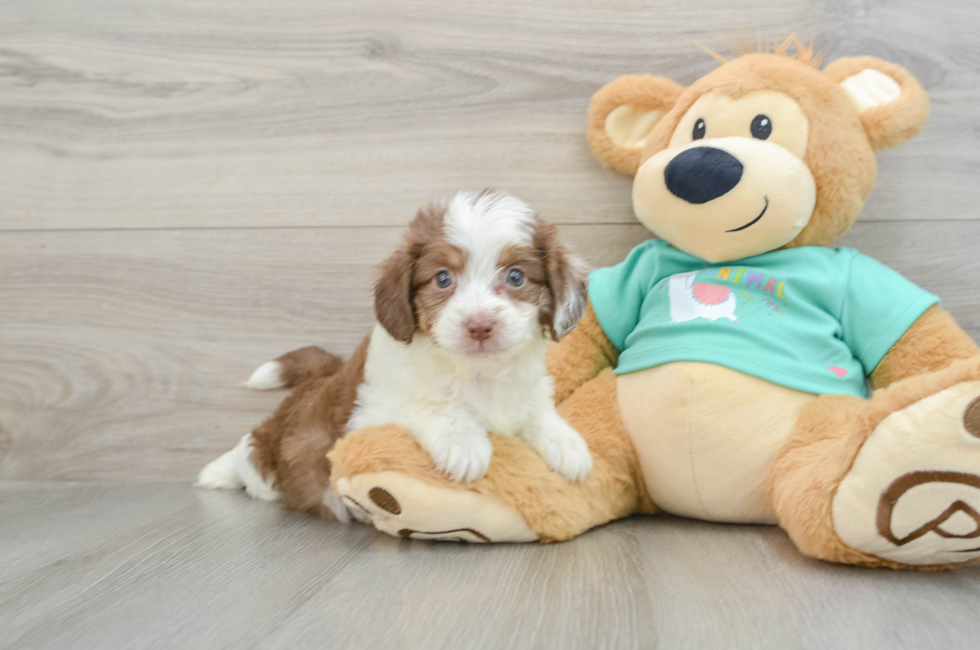 7 week old Mini Aussiedoodle Puppy For Sale - Windy City Pups