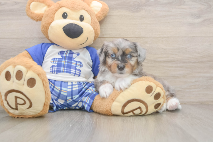 Energetic Aussie Poo Poodle Mix Puppy