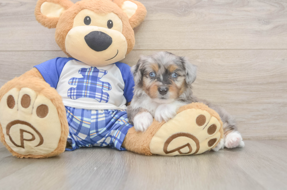 6 week old Mini Aussiedoodle Puppy For Sale - Windy City Pups
