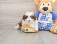 7 week old Mini Aussiedoodle Puppy For Sale - Windy City Pups