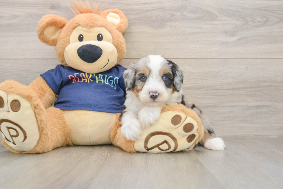 Mini Aussiedoodle Puppy for Adoption