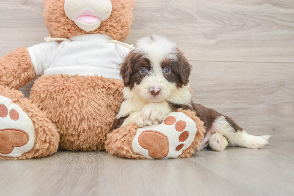 Mini Aussiedoodle Pup Being Cute