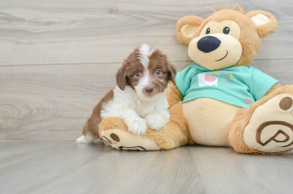 7 week old Mini Aussiedoodle Puppy For Sale - Windy City Pups