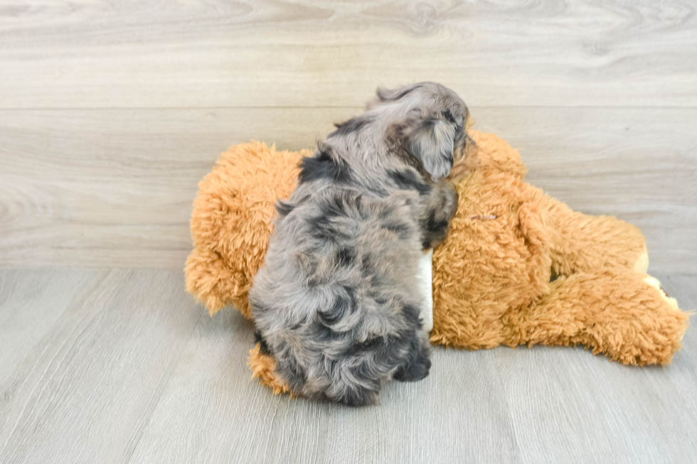 Best Mini Aussiedoodle Baby