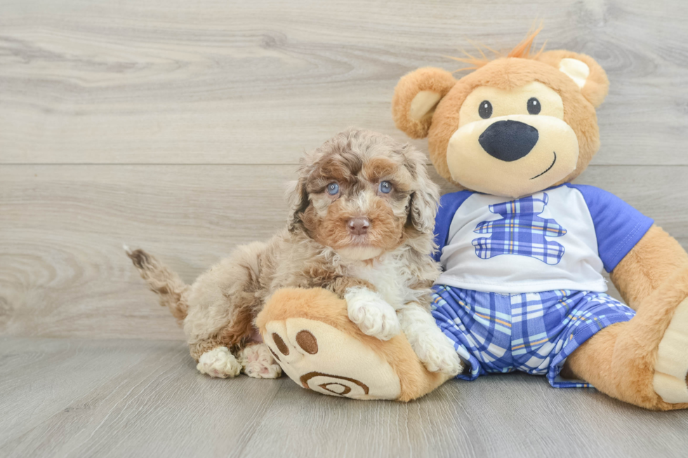 Mini Aussiedoodle Puppy for Adoption